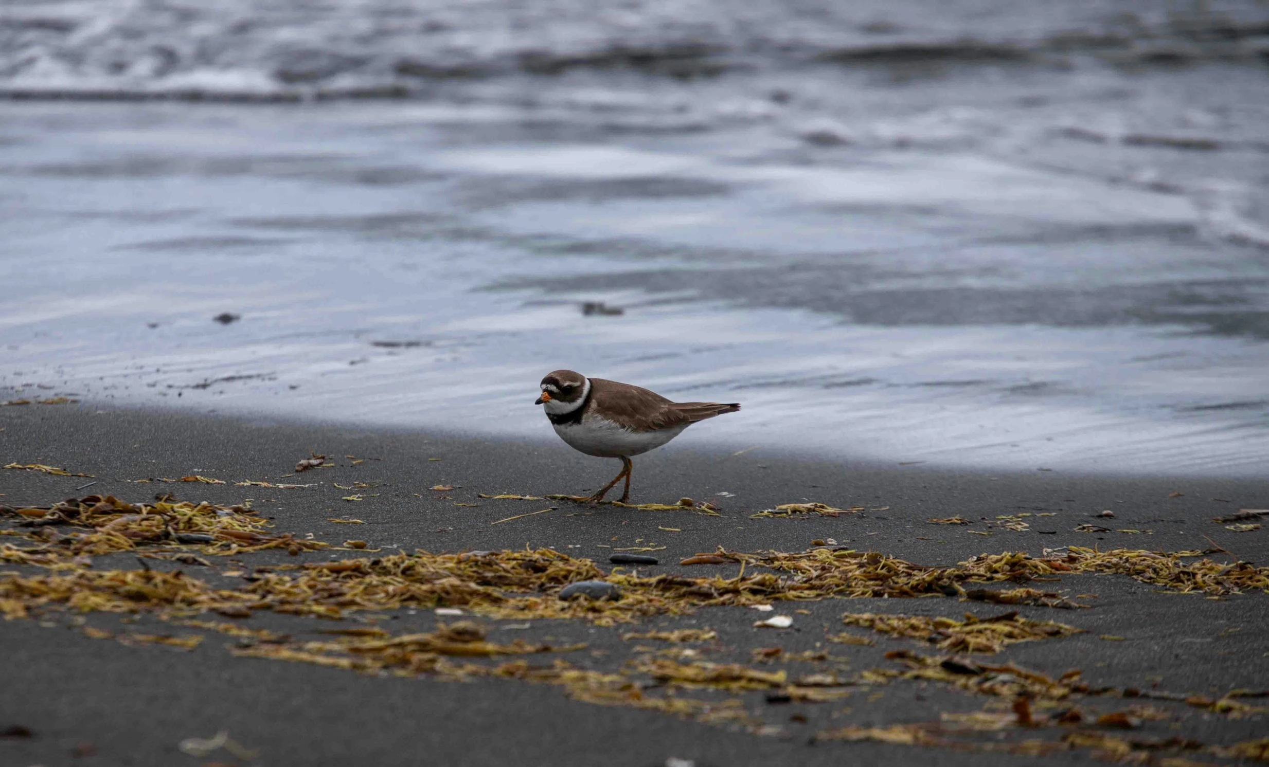 a bird walking on the beach looking for food