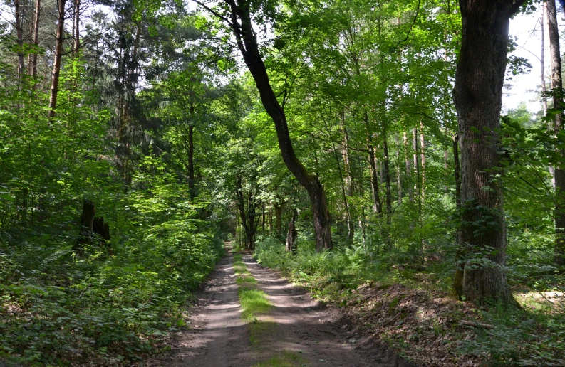 a forest path has a green sign posted on it