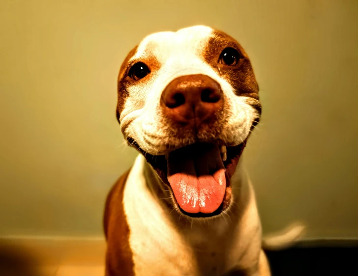 a brown and white dog smiles while standing on top of a wooden floor