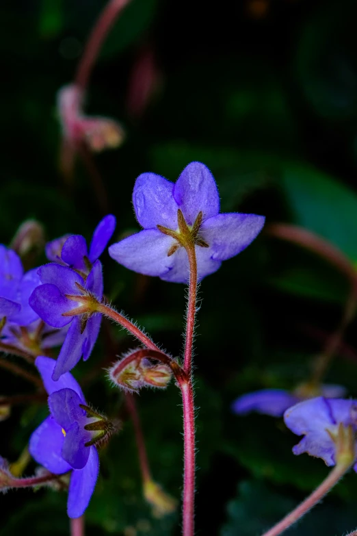 purple flowers are blooming with green leaves