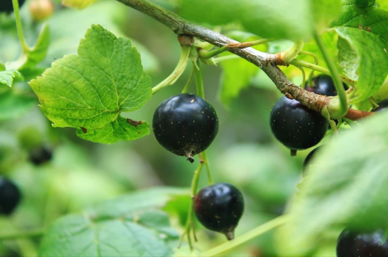 black currans growing on a tree nch with leaves