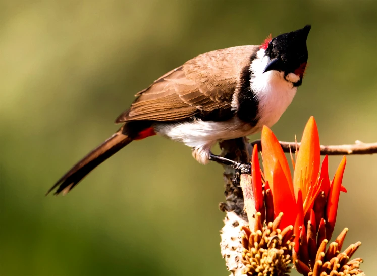 a brown bird sitting on a flower with a blurry background