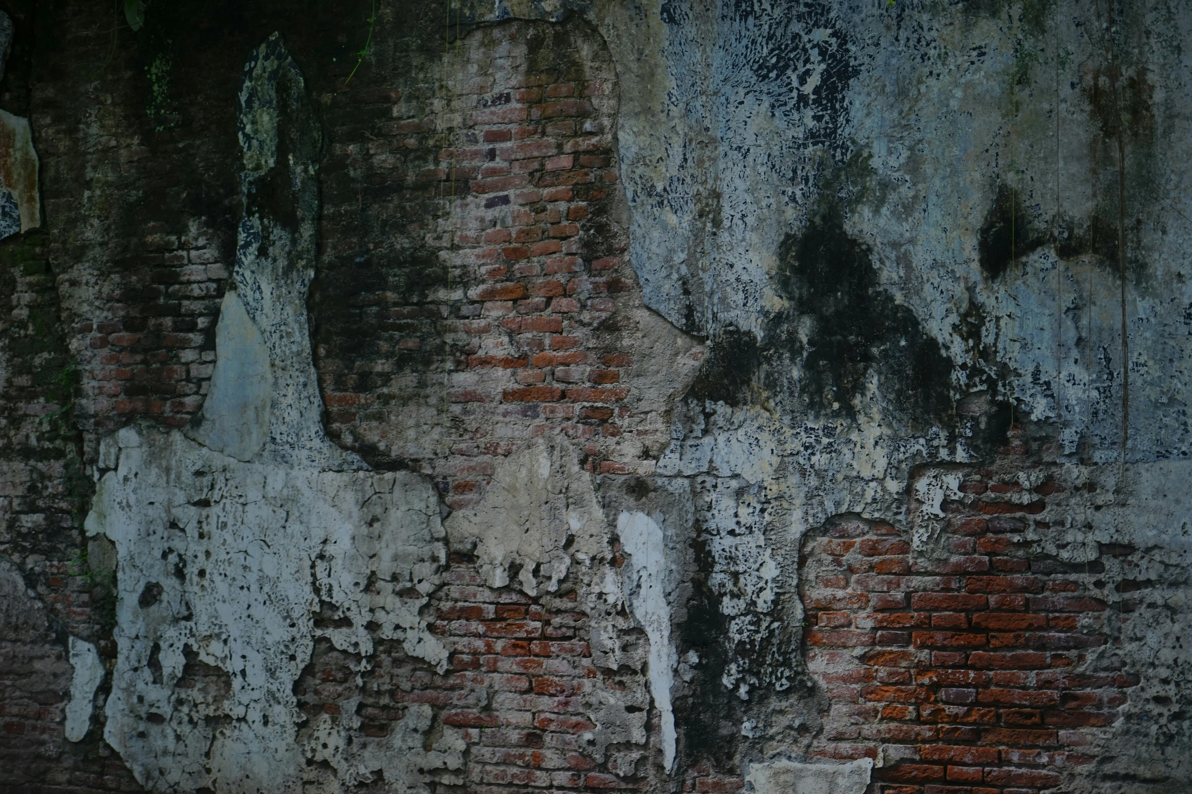 a brown and black horse in front of a wall