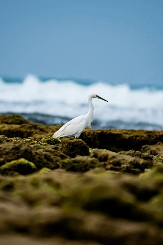 a bird sitting on the ground near water