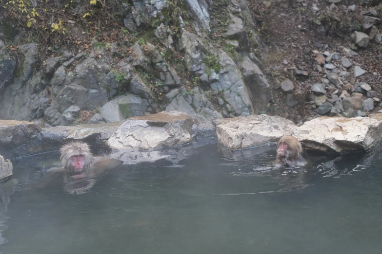 two bears standing in water near rocks and a rock cliff