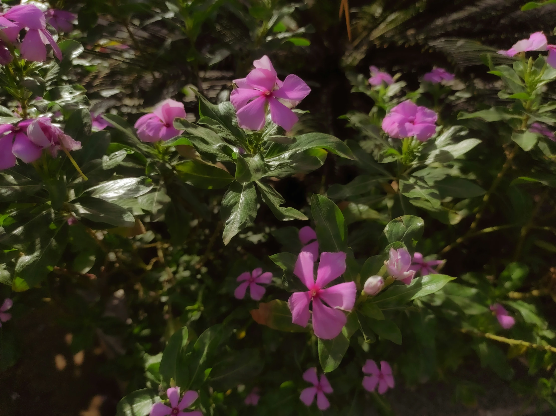 pink flowers with green leaves are blooming outside