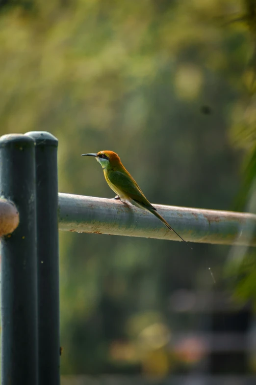 the bird is perched on a pole by itself