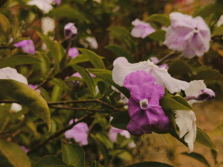 the purple and white flowers are in the tree