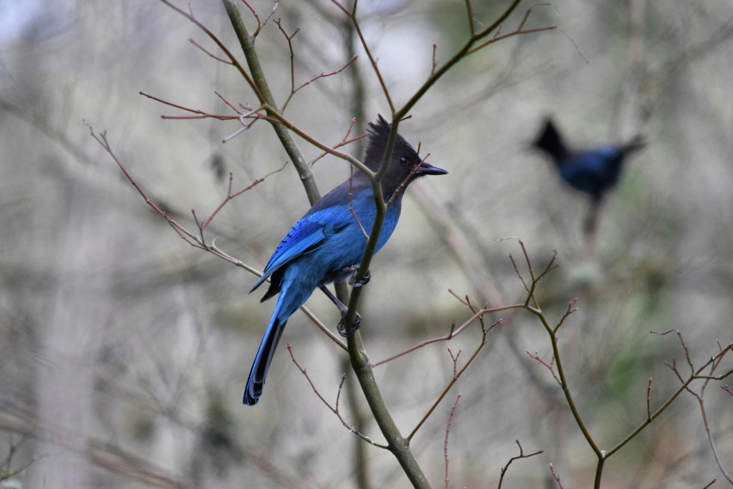 two blue birds perched in bare nches and a tree in the background