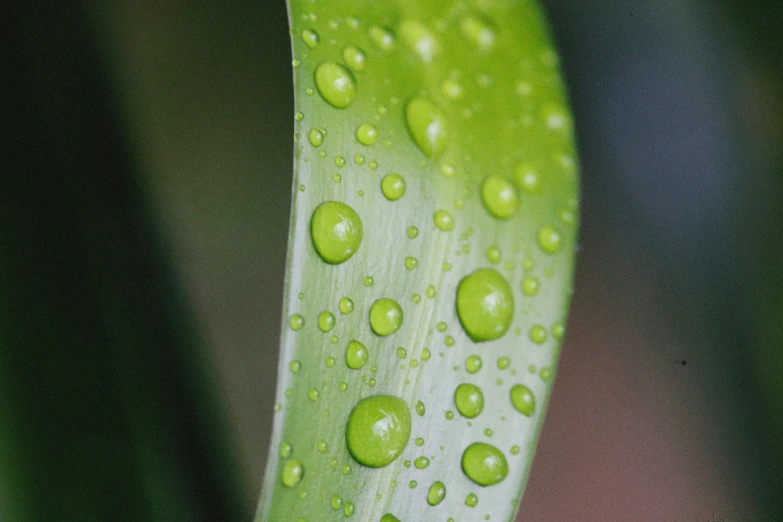 drops of water are all over the green leaf