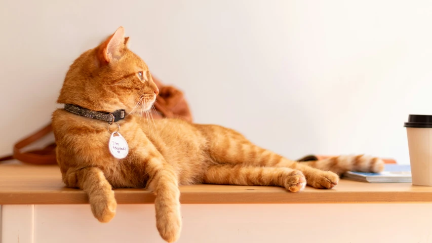 a cat that is sitting down on a table