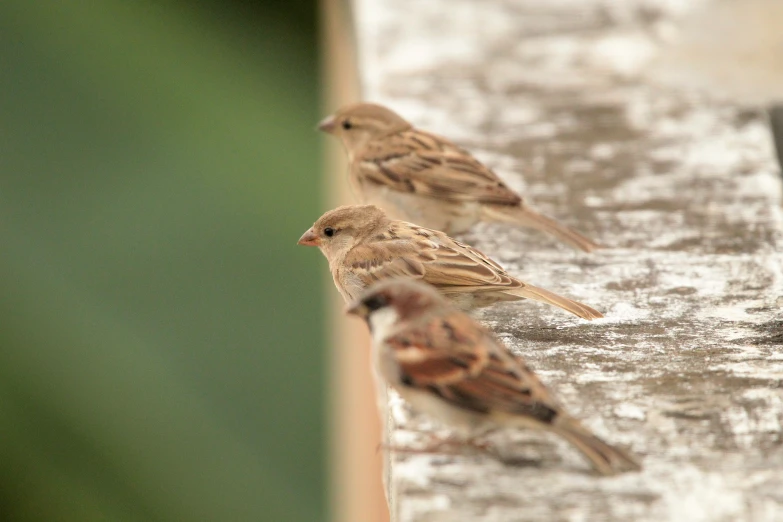 two birds that are sitting down together near some water