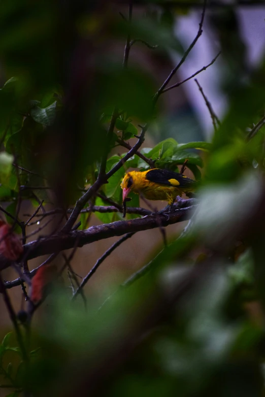 a small bird perched on a nch in a tree