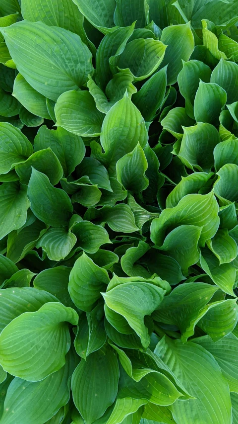 close up view of the leaves of hosterole plant