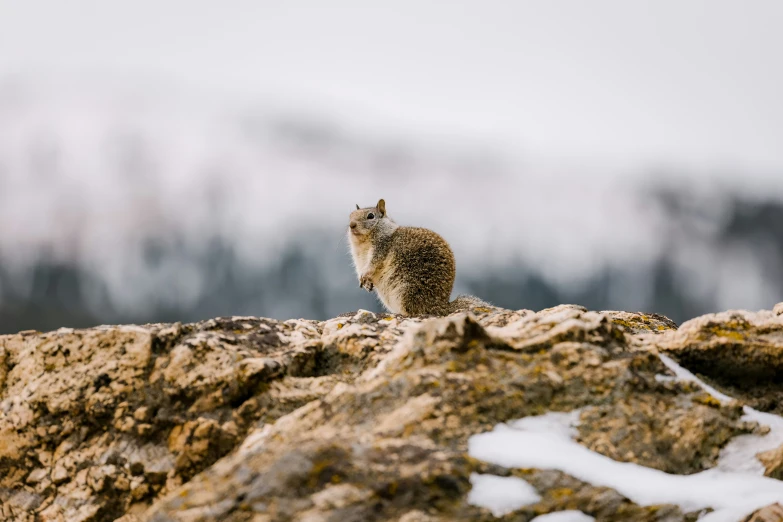 small animal on rock next to snowy ground