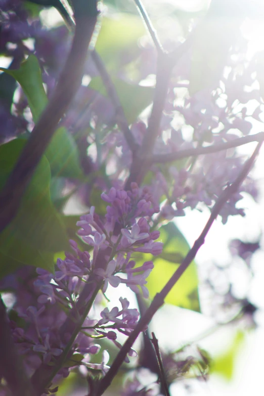 a bunch of purple flowers that are next to each other