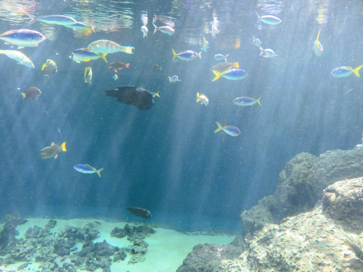 some colorful fish swimming and some rocks and water