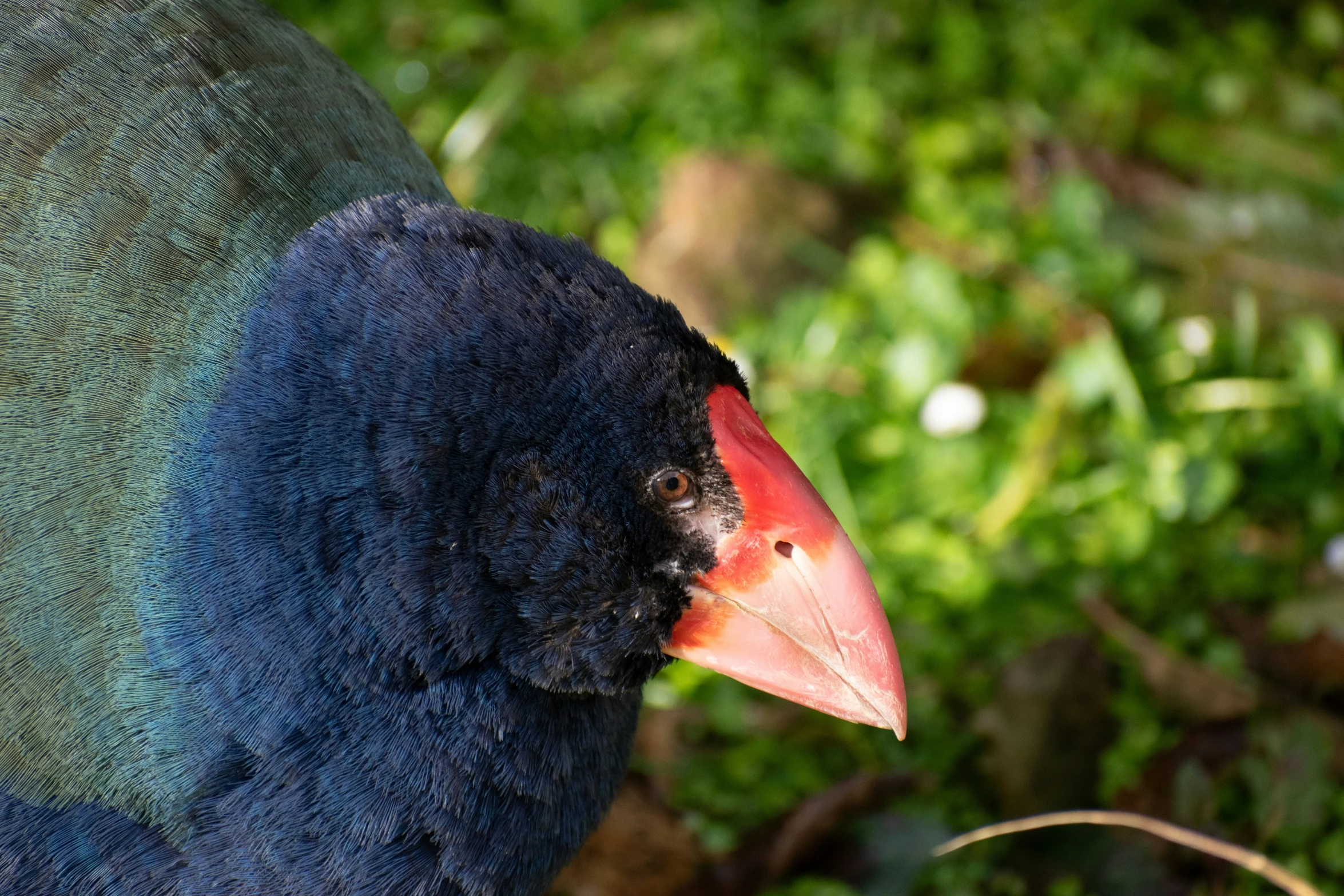 a small colorful bird with an open beak