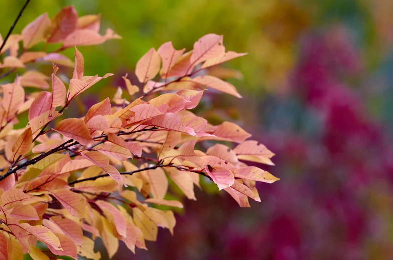 the red leaves of this small tree show off their orange leaves