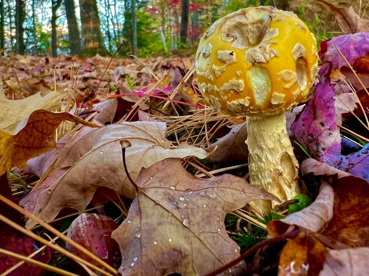 a large mushroom sits in the middle of some leaves