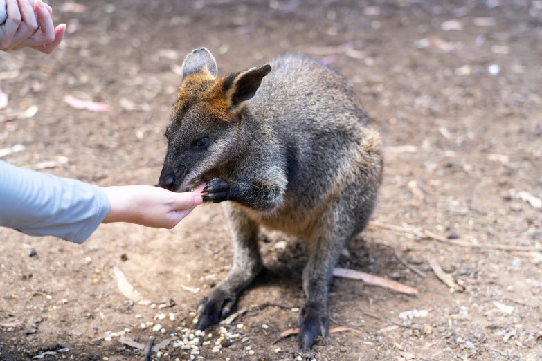 the small kangaroo is reaching to eat a human's hand