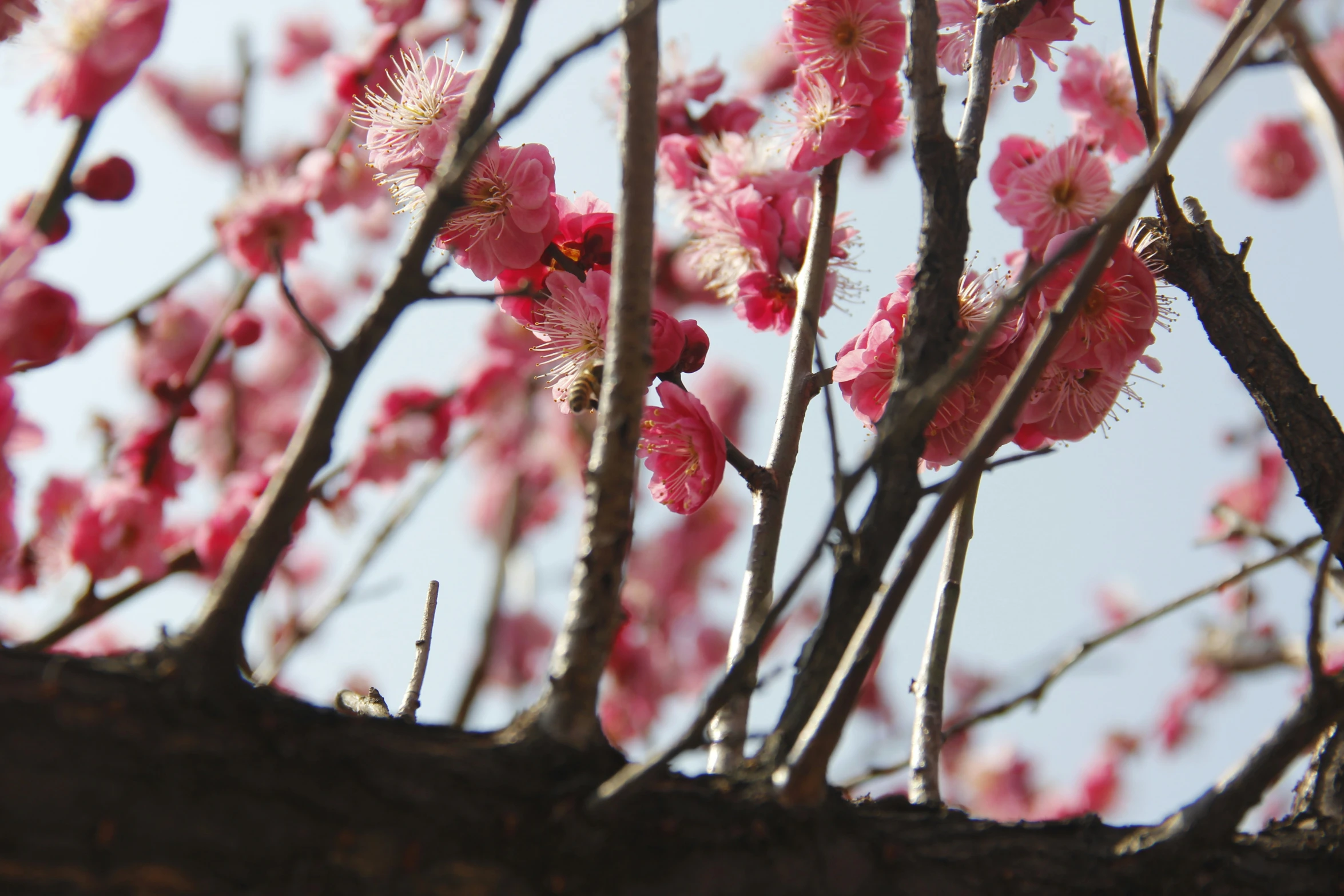 there is pink flowers on the nches of trees