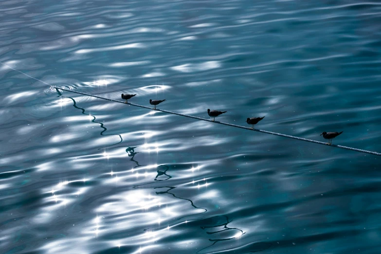 four birds perch atop a rope over water