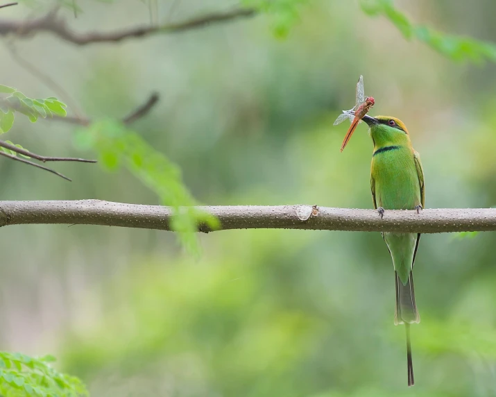 a green bird with its beak full on a nch