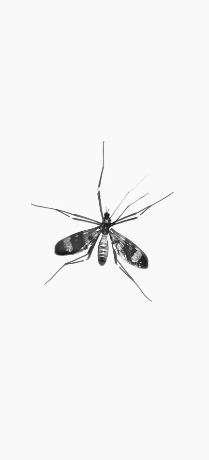 a mosquito fly in the air on a white background