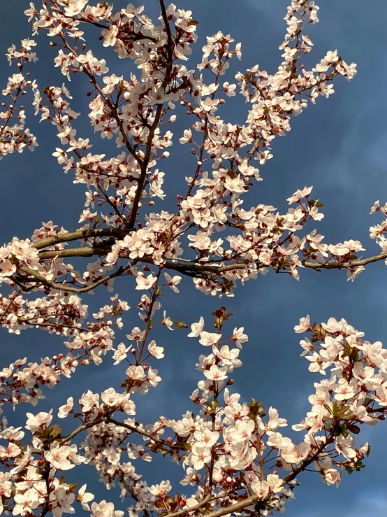 a close up of a tree with flowers and leaves