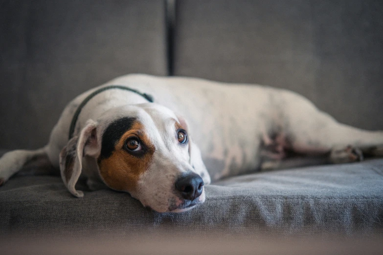 a brown and white dog laying down on a couch