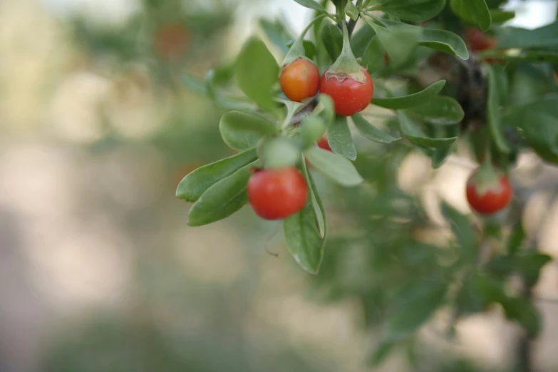 a bunch of small red berries growing on a tree