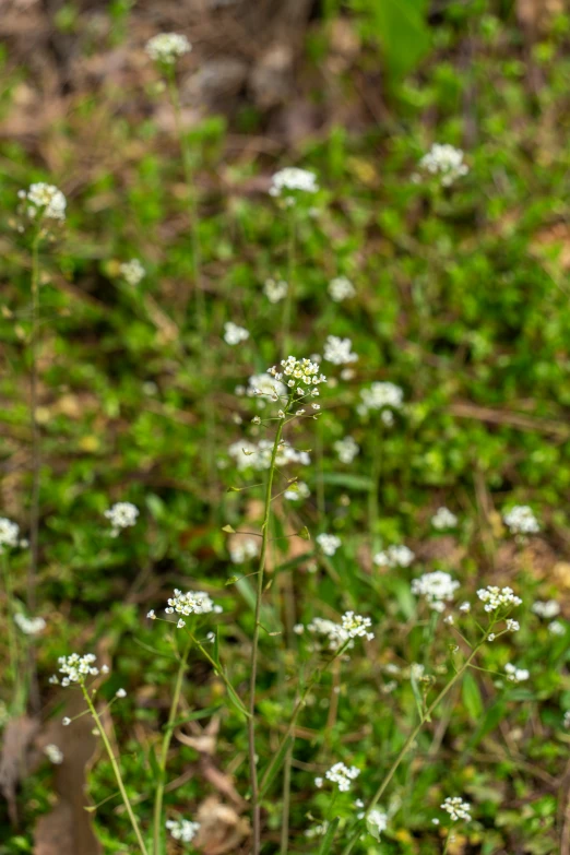 a couple of plants with small white flowers on it