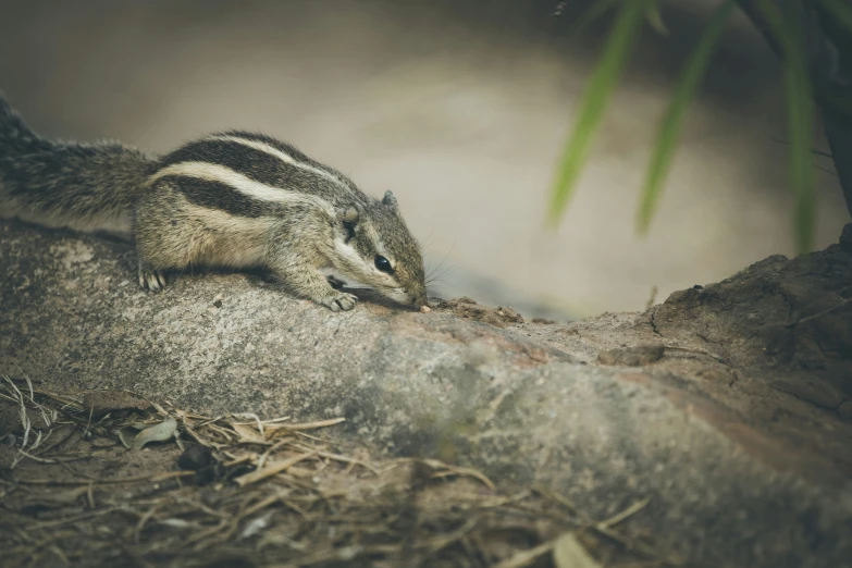 a striped animal sitting on the ground eating