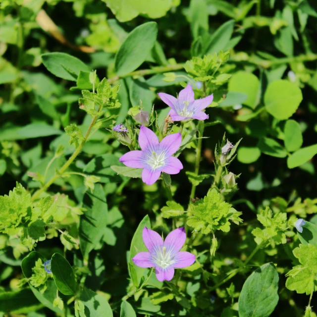 this po of purple flowers is in the green garden