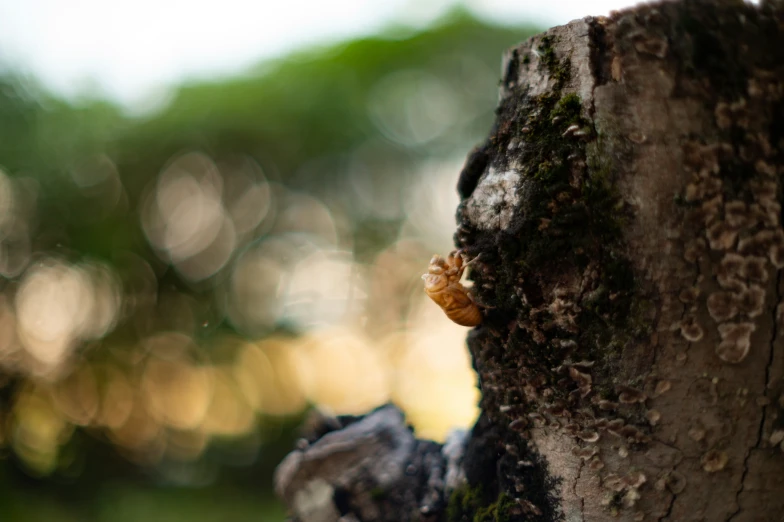 there is a bug on the bark of a tree