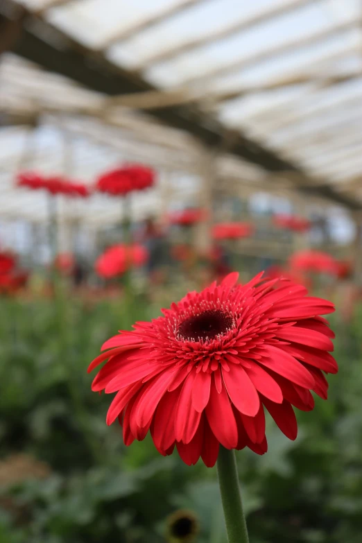 a big red flower growing inside of a green house