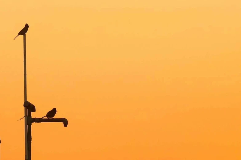 two birds sitting on top of a building