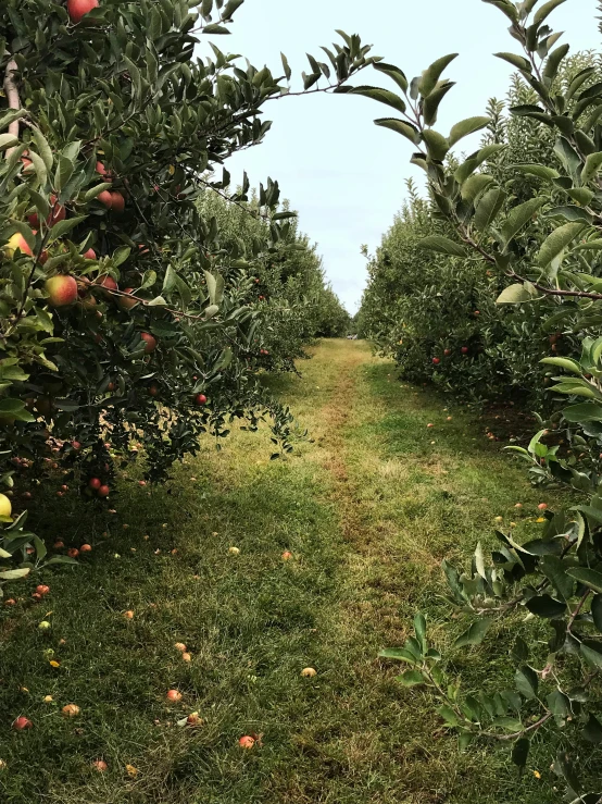 a trail through some fruit trees lined with oranges