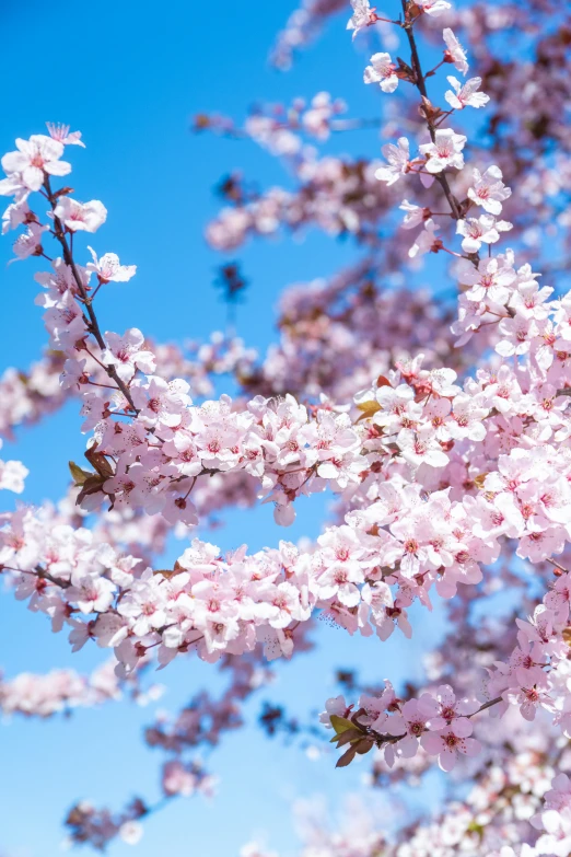 a pink flower tree with several leaves and flowers in blossom