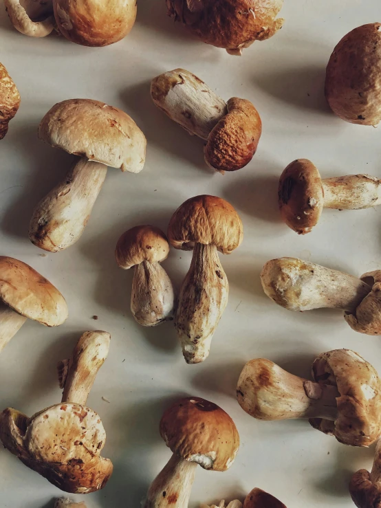 various mushrooms are scattered around on the table