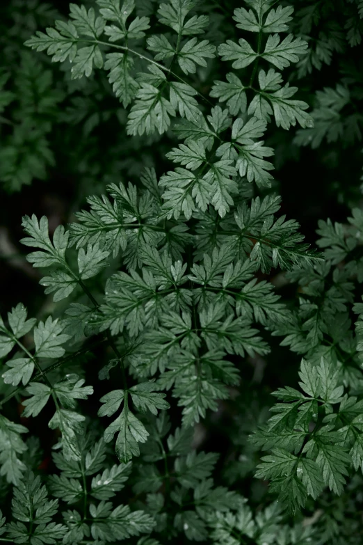 a green plant with small leaves around it