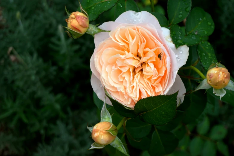 a beautiful peach colored flower with rain drops