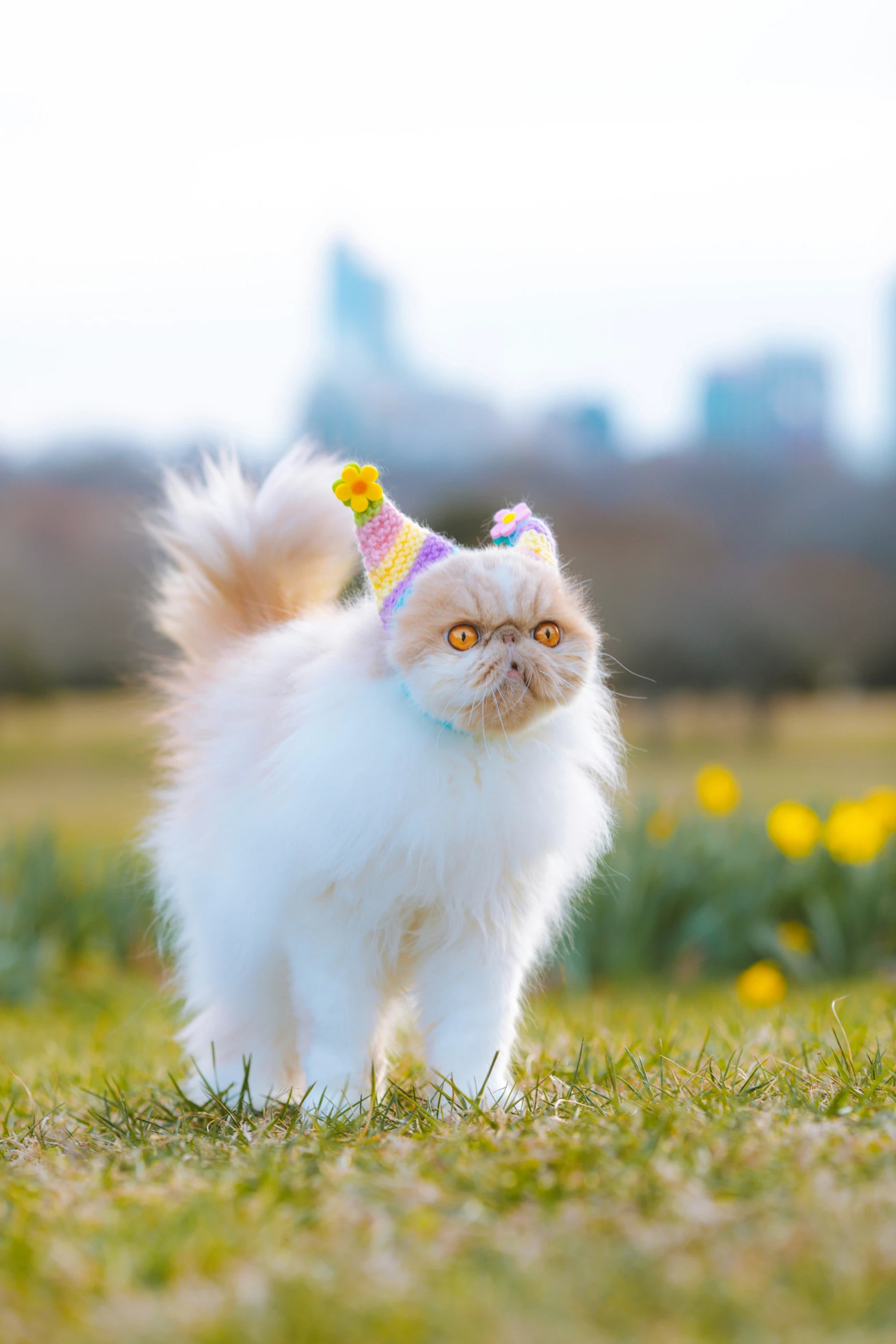 white and brown cat in party hat on green grass