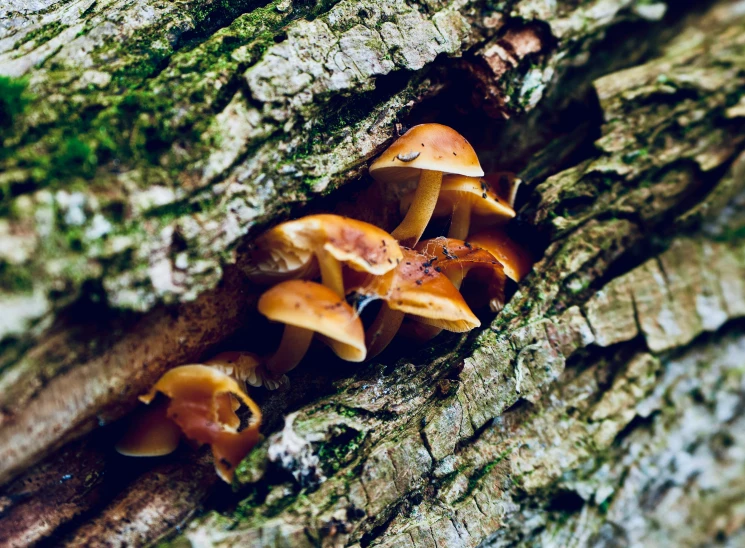 a group of mushrooms in a hollow of a tree