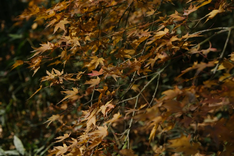 a bird that is perched on some leaves