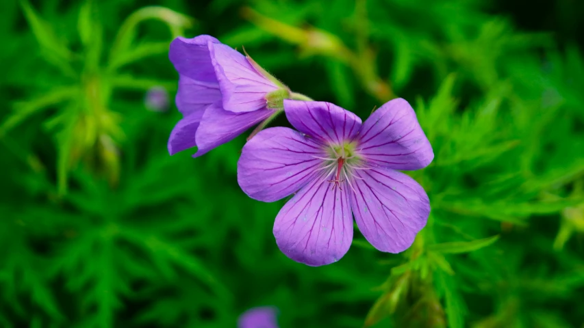 two very pretty purple flowers in front of some green leaves