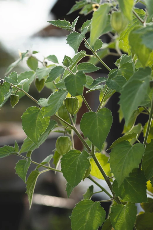 a plant that is green in the sun