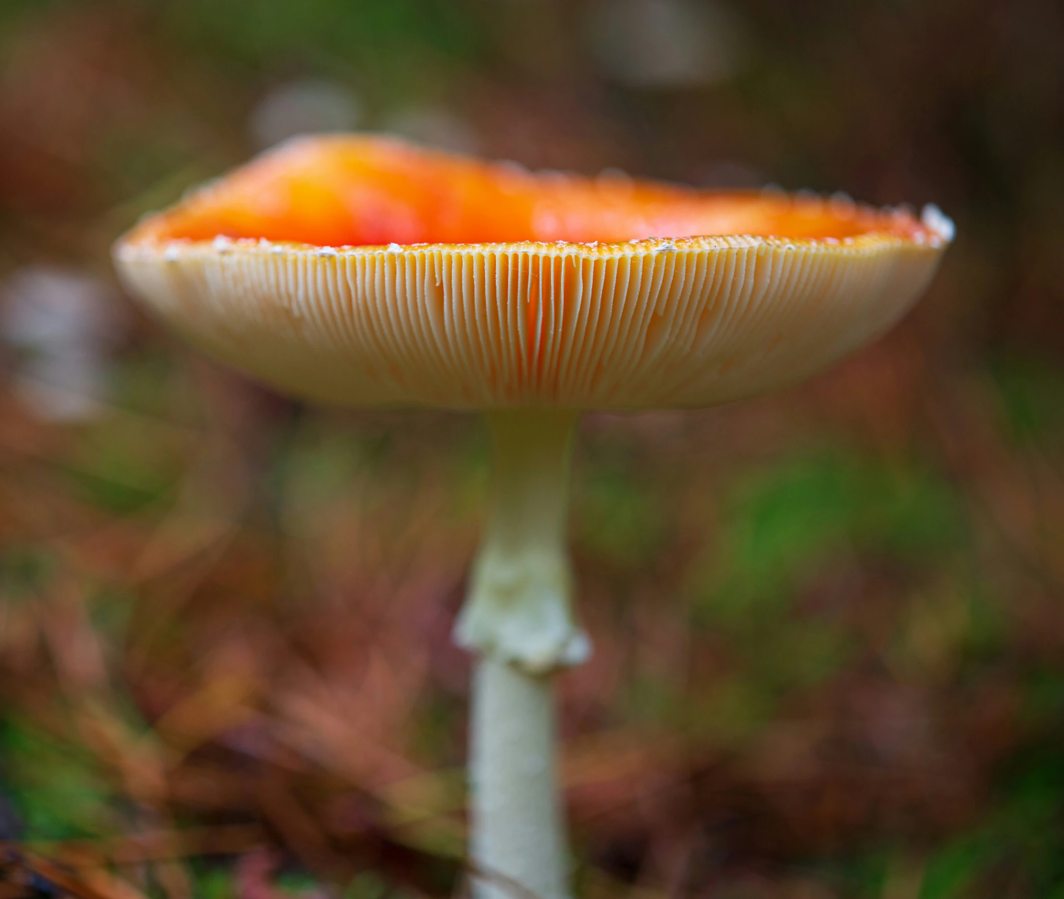 a close up po of the inside of a mushroom