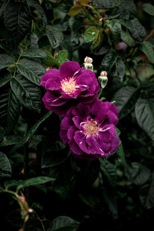 a purple flower is sitting on some green leaves